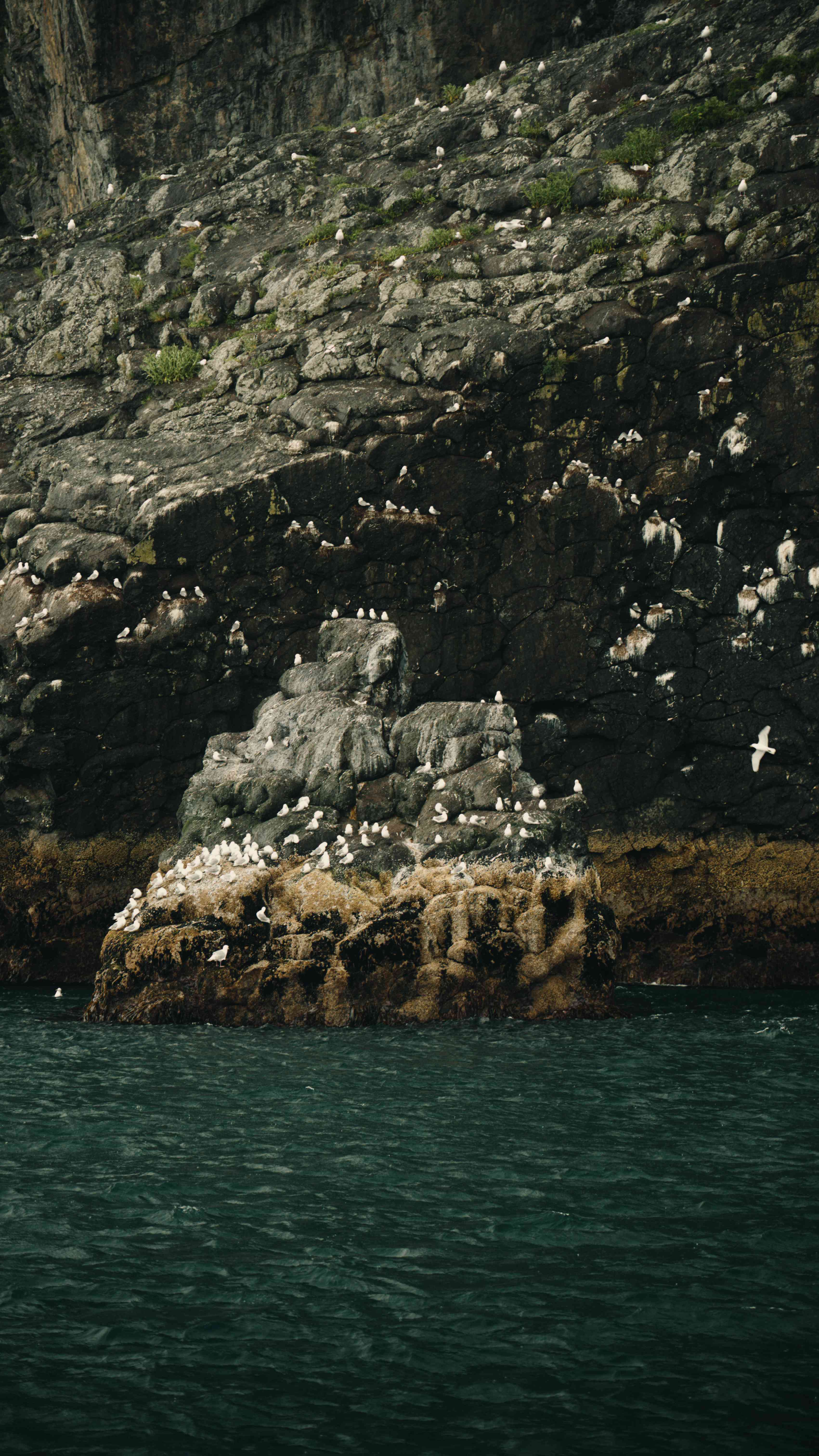 Seward and Kenai Fjords - Black-legged Kittiwakes