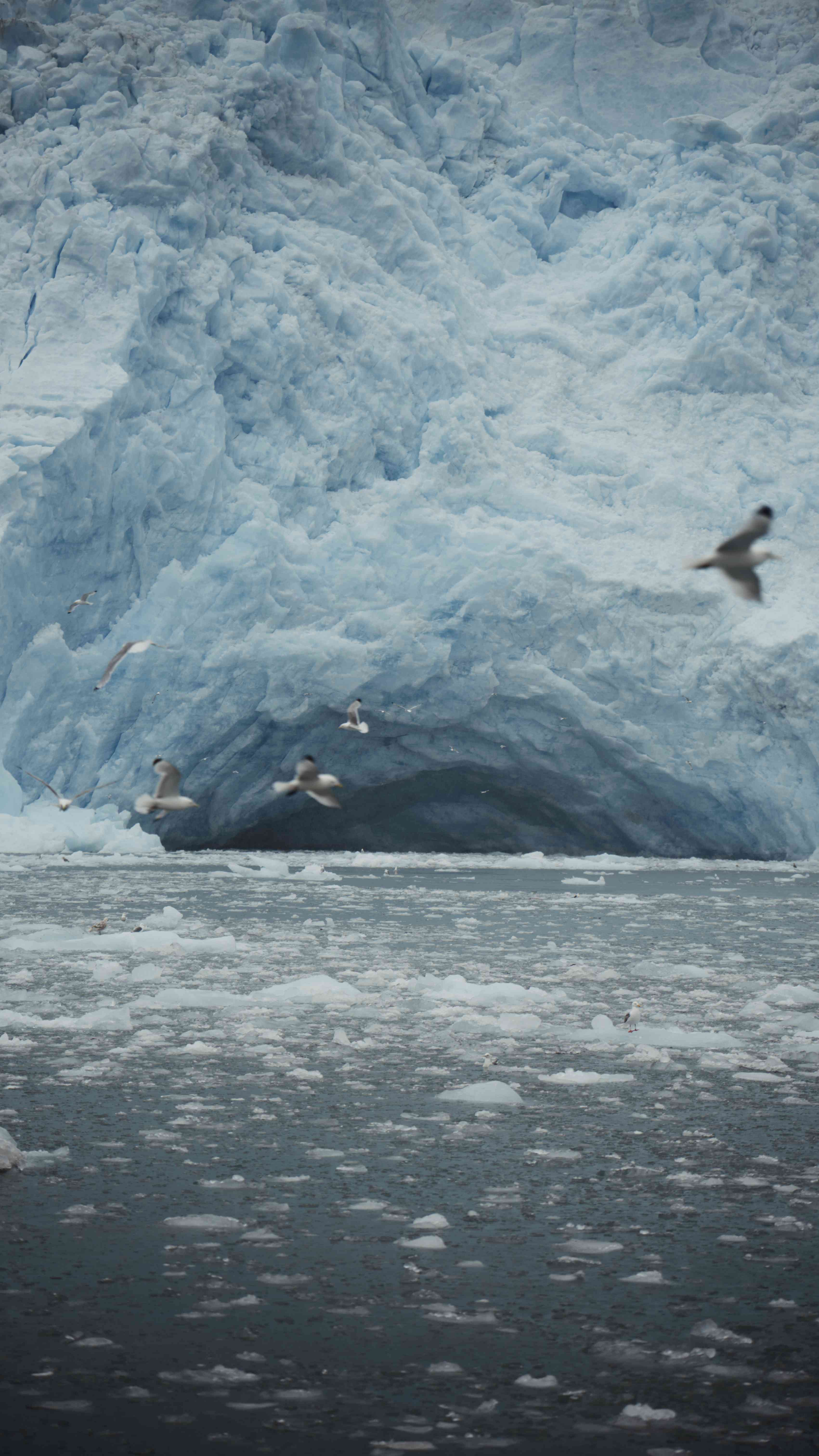 Holgate Glacier - Kenai Fjords
